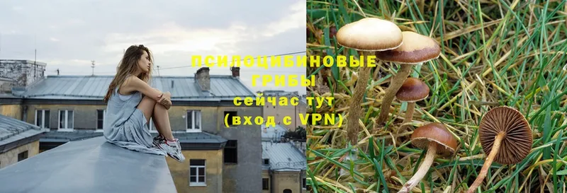 дарнет шоп  Воскресенск  Псилоцибиновые грибы Psilocybe 